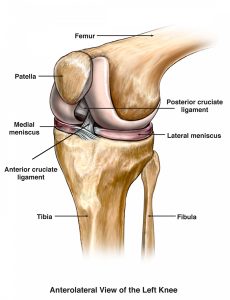 medical-illustration-anterolateral-view-of-the-left-knee