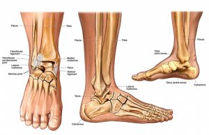 medical-illustration-feet