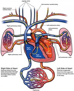 medical-illustration-heart