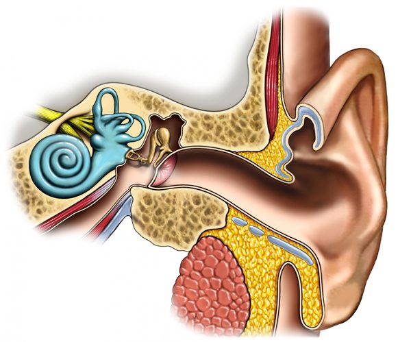 medical-illustration-anatomy-of-the-ear